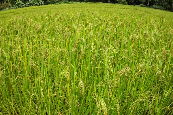 Jasmine Rice Field Close Yellow Rice Seed Ripe Green Leaves — Stock Photo, Image