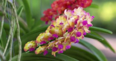 Rhynchostylis orkidesi bahar dekorasyonunda çiçek açar doğanın güzelliği, tropik bahçede süslenmiş nadir bir orkide