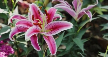 Lily çiçekleri yaz bahçesinde yetişir. 4K