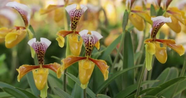 Orquídea Paphiopedilum Flor Flor Chinelo Senhora Decoração Primavera Beleza Natureza — Vídeo de Stock