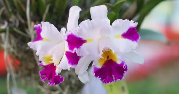 Cattleya Orchidee Blüte Frühling Dekoration Die Schönheit Der Natur Eine — Stockvideo