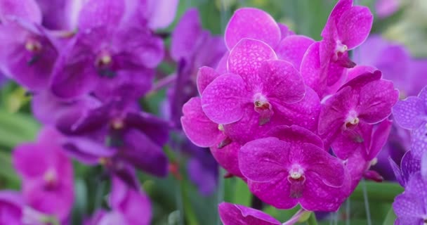 Vanda Orchid Flower Bloom Spring Decoration Beauty Nature Rare Wild — ストック動画