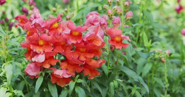 Όμορφα Λουλούδια Που Ανθίζουν Την Άνοιξη Antirrhinum Majus — Αρχείο Βίντεο