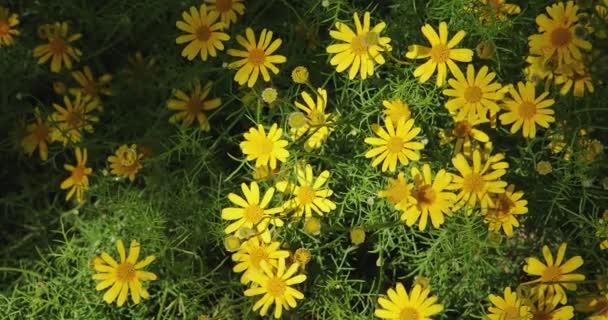 Yellow Small Daisy Flowers Spring Tranquil Springtime Countryside Natural Scene — Stockvideo