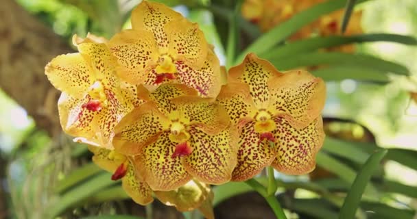 Vanda Orchid Flower Bloom Spring Decoration Beauty Nature Rare Wild — Wideo stockowe
