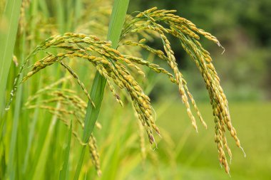 Yasemin pirinç tarlası, sarı pirinç tohumu ve yeşil yaprakları kapat..
