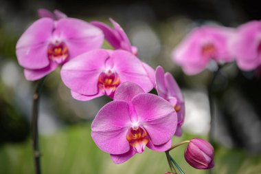 Phalaenopsis orkidesi bahar dekorasyonunda çiçek açar doğanın güzelliği, tropikal bahçede süslenmiş nadir bir vahşi orkide.