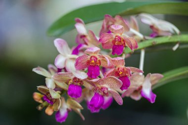 Rhynchostylis orkidesi bahar dekorasyonunda çiçek açar doğanın güzelliği, tropikal bahçede süslenmiş nadir bir orkide.