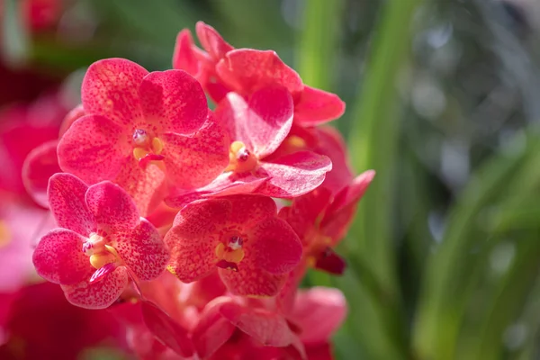 Fleur Orchidée Vanda Fleurissent Dans Décoration Printemps Beauté Nature Une — Photo