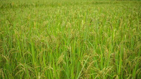 Jasmínové Rýžové Pole Zavřít Žlutá Zralá Semena Rýže Zelené Listy — Stock fotografie