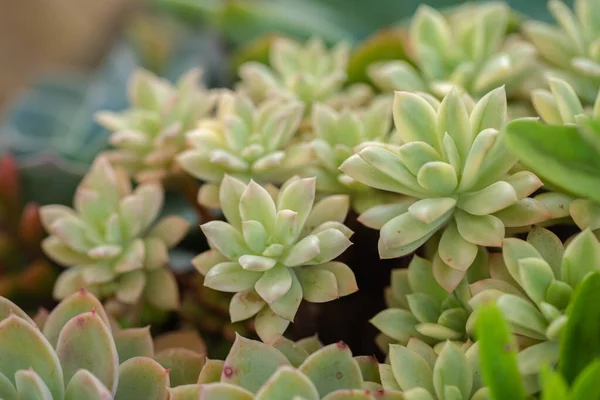 Kaktusz Szukkulens Növények Közelsége — Stock Fotó