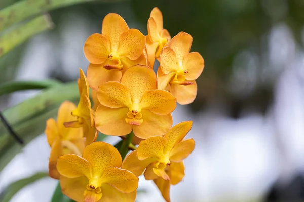 Fleur Orchidée Vanda Fleurissent Dans Décoration Printemps Beauté Nature Une — Photo