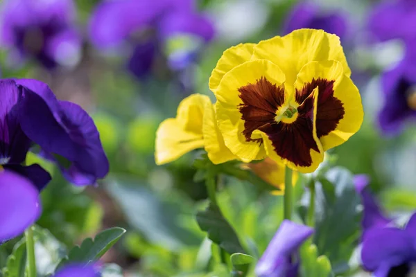 Närbild Gul Pansy Blomma Naturen Våren — Stockfoto