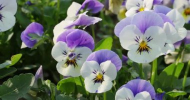 Close up of horn violet pansy flower in nature at springtime. 4K