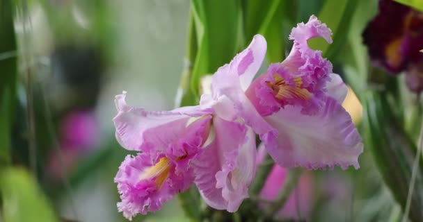 Cattleya Ορχιδέα Λουλούδι Ανθίσει Στην Ανοιξιάτικη Διακόσμηση Ομορφιά Της Φύσης — Αρχείο Βίντεο