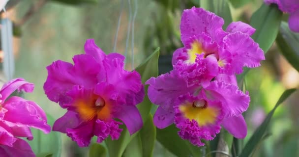 Cattleya Orchid Flower Bloom Spring Decoration Beauty Nature Rare Wild — ストック動画