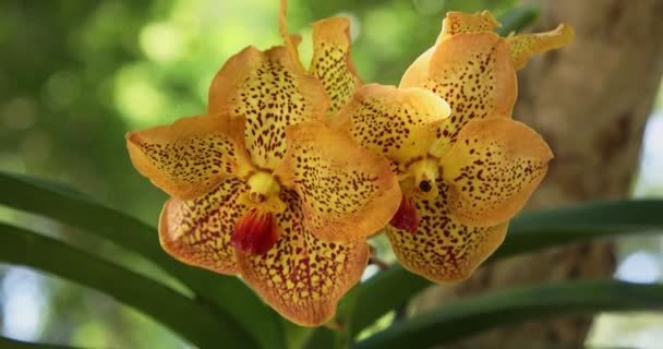 Vanda Ορχιδέα Λουλούδι Ανθίσει Στην Ανοιξιάτικη Διακόσμηση Ομορφιά Της Φύσης — Αρχείο Βίντεο