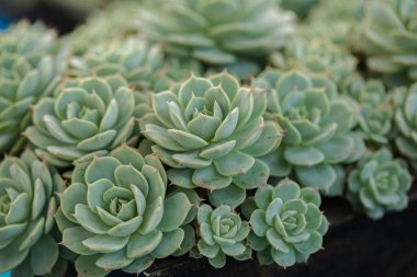 Kaktüs sulu bitkileri kapatın.