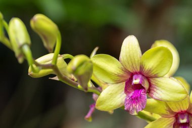 Dendrobium orkidesi bahar dekorasyonunda çiçek açar doğanın güzelliği, tropik bahçede süslenmiş nadir bir vahşi orkide