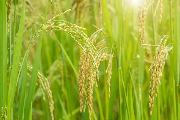 Campo Riso Primo Piano Della Risaia Gialla Con Sole Dorato — Foto Stock