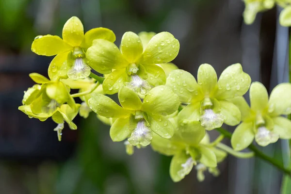 Stock image Dendrobium orchid flower bloom in spring decoration the beauty of nature, A rare wild orchid decorated in tropical garden