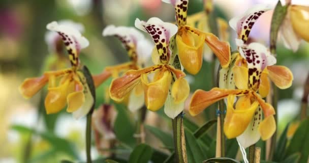 Paphiopedilum Orchid Lady Slipper Orchid Flower Bloom Spring Decoration Beauty — Wideo stockowe