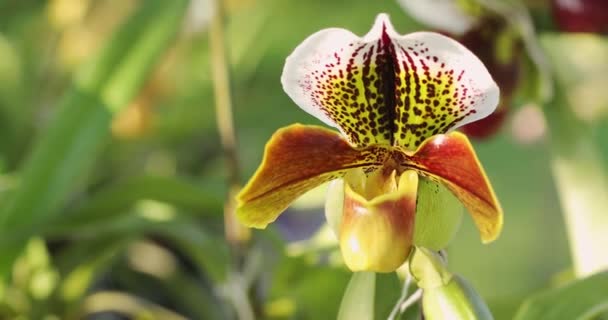Paphiopedilum Orchid Lady Slipper Orchid Flower Bloom Spring Decoration Beauty — Video Stock