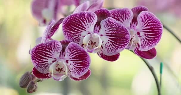 Phalaenopsis Orchid Flower Bloom Spring Decoration Beauty Nature Rare Wild — Stock Video