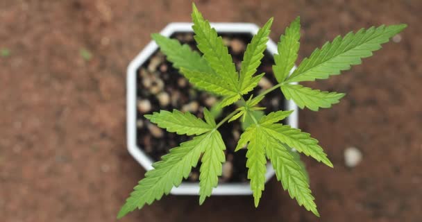 성장기에 마리화나 재배하는 비스스바 식물의 — 비디오