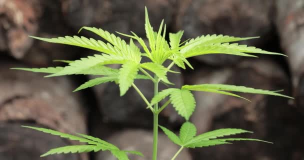 Zarte Frische Blätter Der Cannabis Sativa Pflanze Marihuana Während Der — Stockvideo