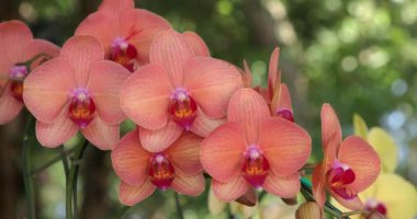 Yağmur mevsiminde açan güzel orkide çiçeği. Phalaenopsis Orchidaceae. 4K