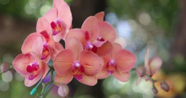 Yağmur mevsiminde açan güzel orkide çiçeği. Phalaenopsis Orchidaceae. 4K