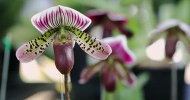 Beautiful orchid flower blooming at rainy season. Paphiopedilum Orchidaceae. or Lady's Slipper. 4K