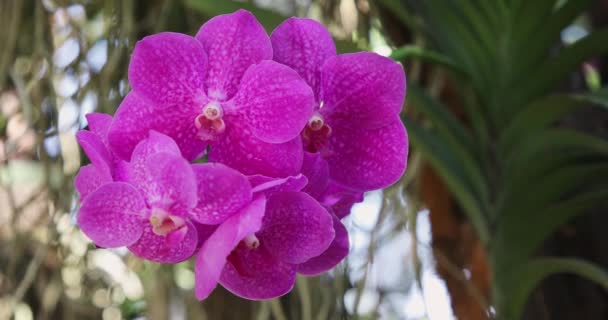 Flor Bonita Orchid Que Floresce Estação Chuvosa Vanda Orchidaceae — Vídeo de Stock