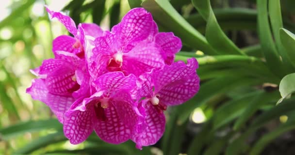 Piękny Kwiat Storczyka Kwitnący Porze Deszczowej Jestem Vanda Orchidaceae — Wideo stockowe