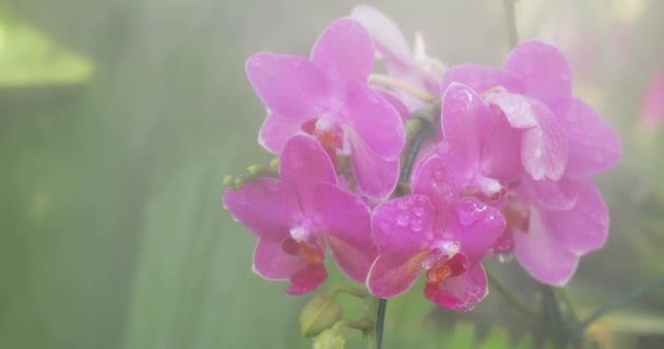 美丽的兰花在雨季开花 兰花科植物的总状花序 — 图库视频影像