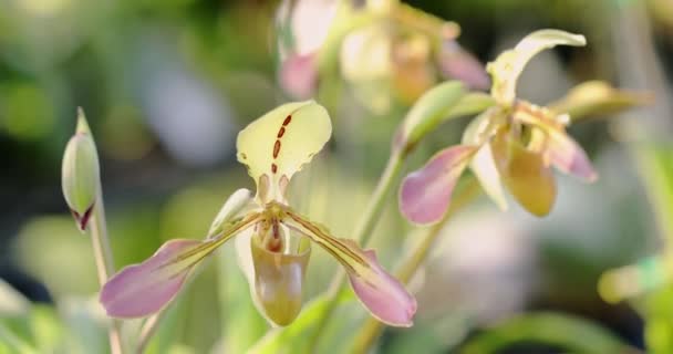 Beautiful Orchid Flower Blooming Rainy Season Paphiopedilum Orchidaceae Lady Slipper — Wideo stockowe