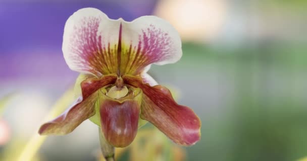Beautiful Orchid Flower Blooming Rainy Season Paphiopedilum Orchidaceae Lady Slipper — Stok video