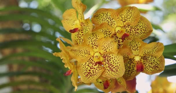 Piękny Kwiat Storczyka Kwitnący Porze Deszczowej Jestem Vanda Orchidaceae — Wideo stockowe