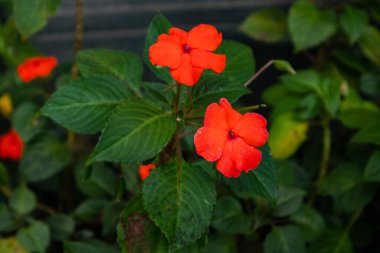 A closeup shot of beautiful red flower in the botanical garden