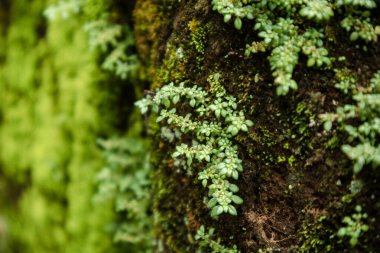 Weeds sticking to the wall. Vintage concept