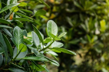 The background image that is green, the colors of junggle leaves are perfect, suitable for seasonal use.