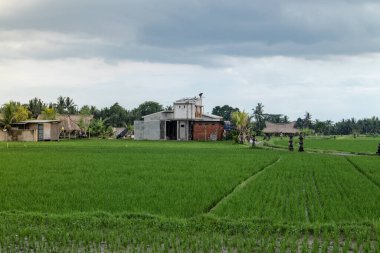 Aerial view of the beautiful green paddy field with an old abandoned village houses located in Ubud, Gianyar, Bali