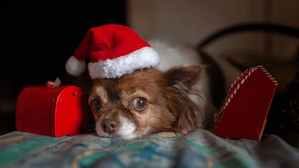 Sad Chihuahua dog in Santa red hat dreamily waiting for gifts near decorative mail box on Christmas Eve. Winter holidays concept, banner format