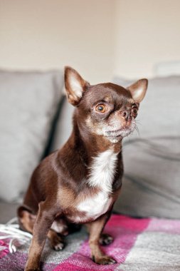 Close-up of Chihuahua, a short-haired brown dog, with various animated expressions, for digital emoji or advertisements for canine-related products. Space for text