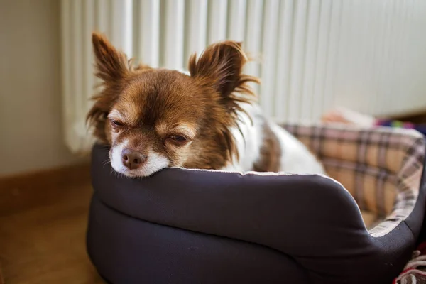 stock image A cute little Chihuahua lies in her basket near the radiator, because its cold. The theme of heating and comfort. Dog accessories