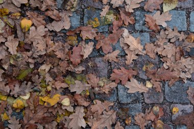 Sonbahar meşe yaprakları kaldırım taşları üzerinde, yakın -