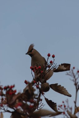 Güzel kırmızı kanatlı kuş ağaç dalında, bohem kanadı