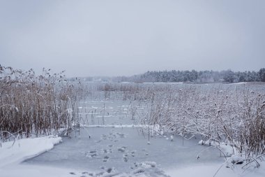 Kış ormanında donmuş bir gölde ayak izleri.