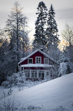 Köknar ağaçları ve çam ormanlarıyla kaplı kırmızı bir ev. Noel ve yeni yıl konsepti